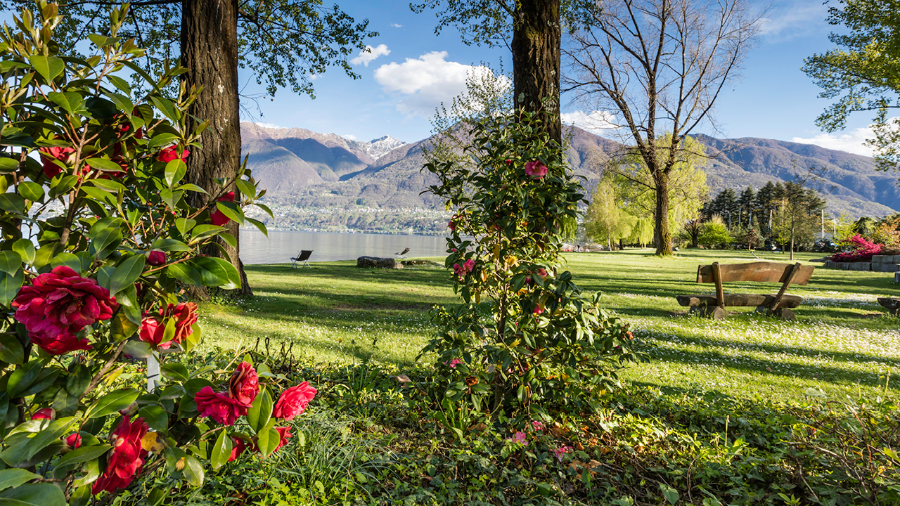 Camelie Locarno 2