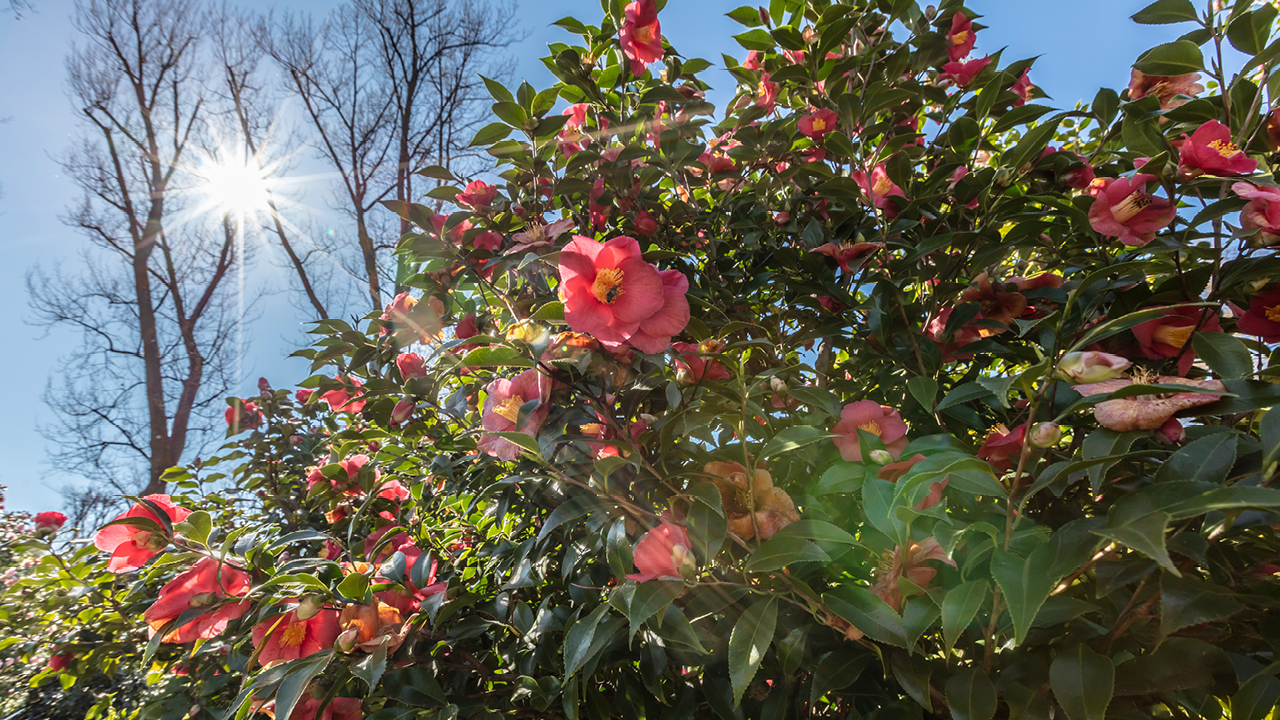 Ein Strauch rosa Kamelien im Parco delle Camelie