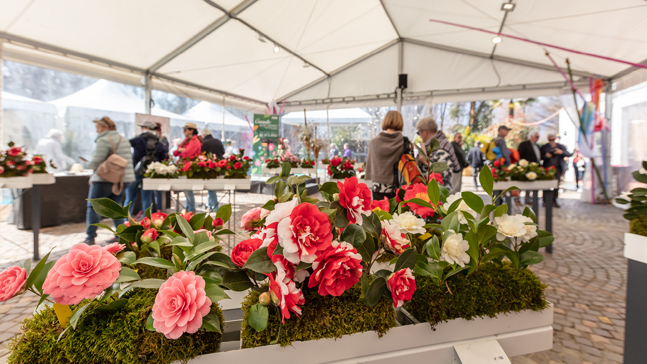 Rosa und rote Kamelien kunstvoll arrangiert bei der Camelie Locarno