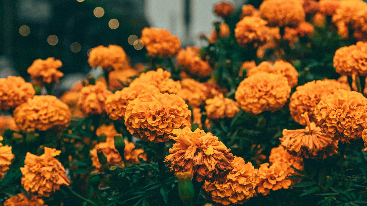 DDLM Cr Roger Ce via unsplash 4