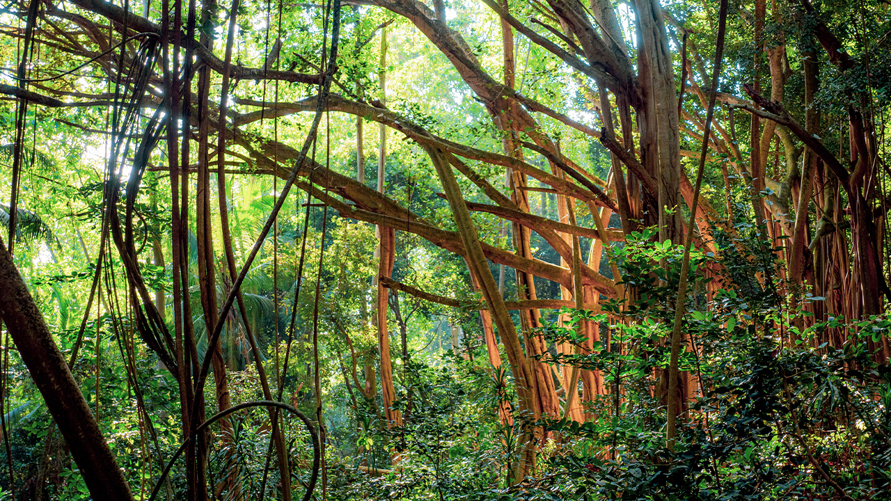 Wald 004