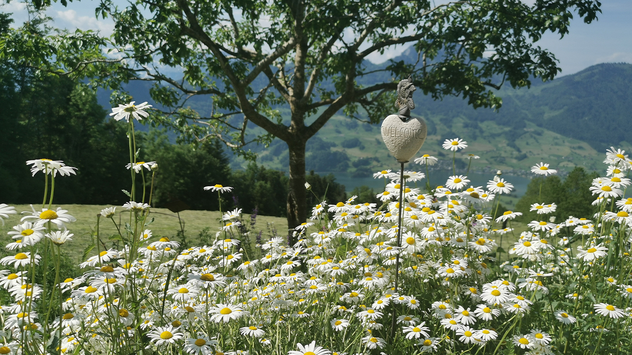 Kraeuterwanderungen Cr Margrit Steiner 2