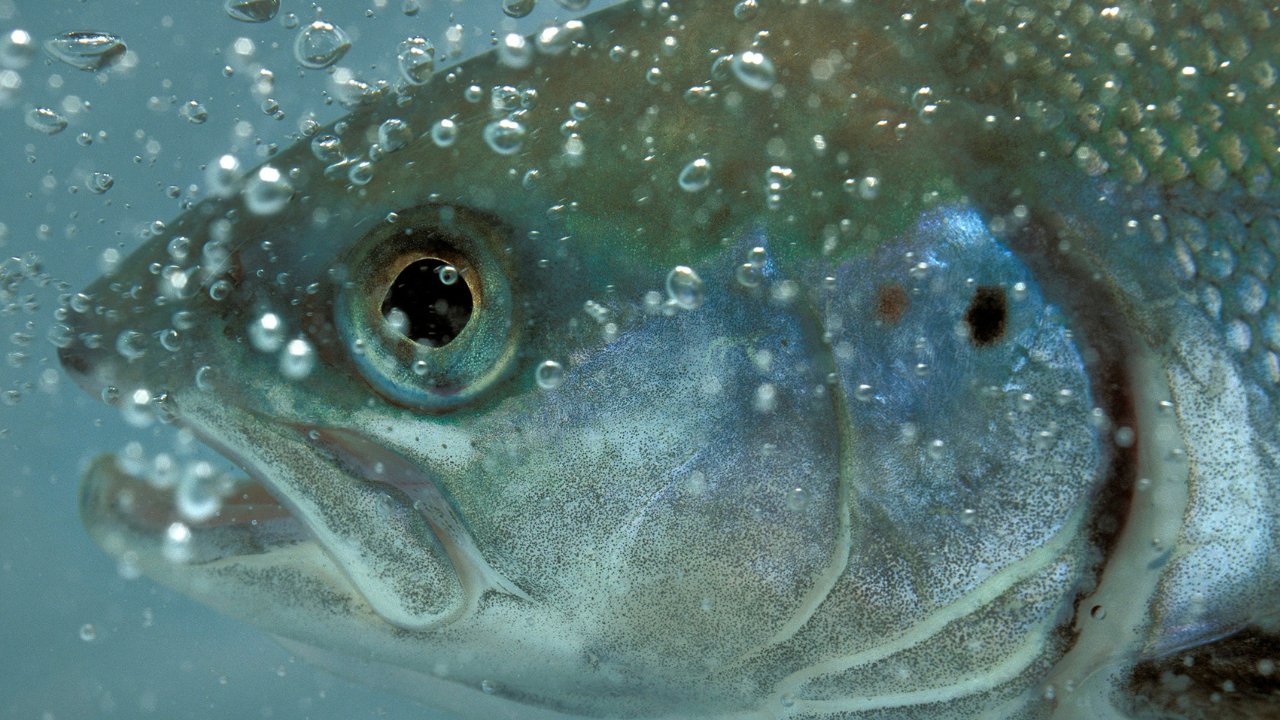Lachs 02