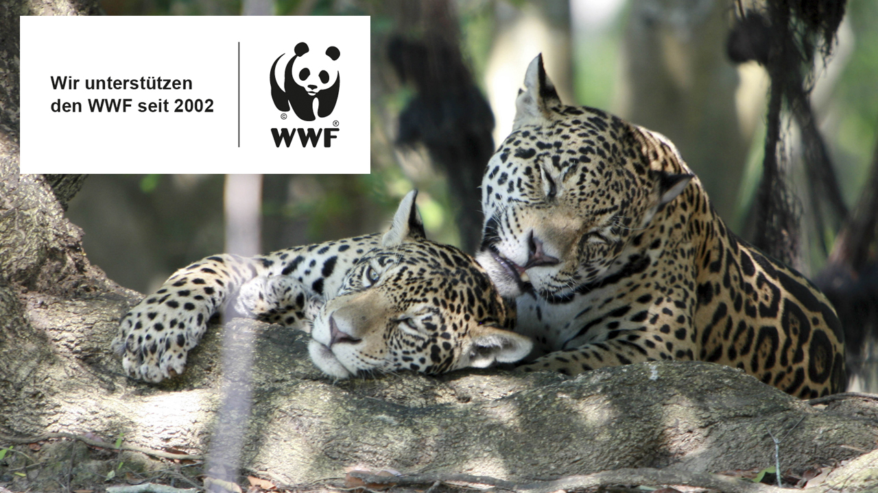 WWF 12 DE