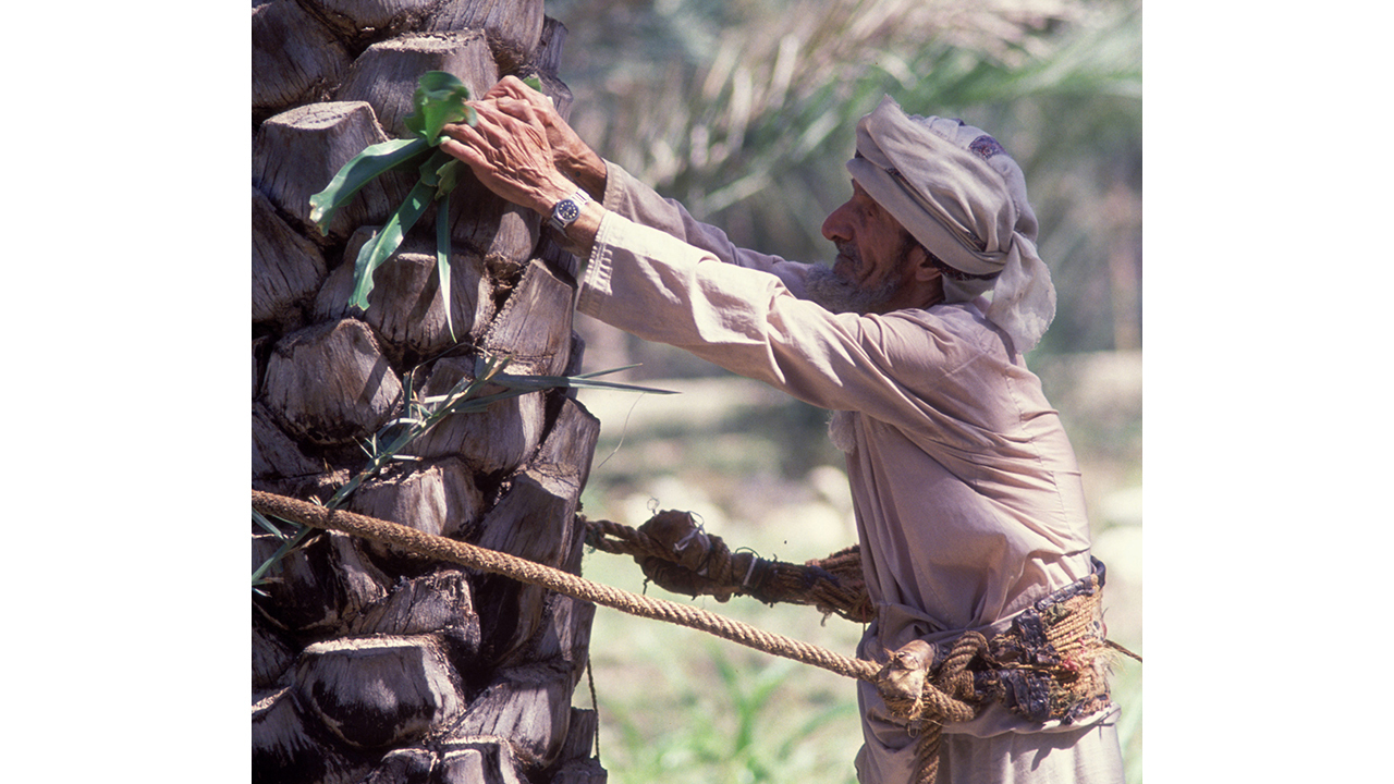 Oman 3 Dattelernte Cr Ministry of Heritage and Tourism Sultanate of Oman