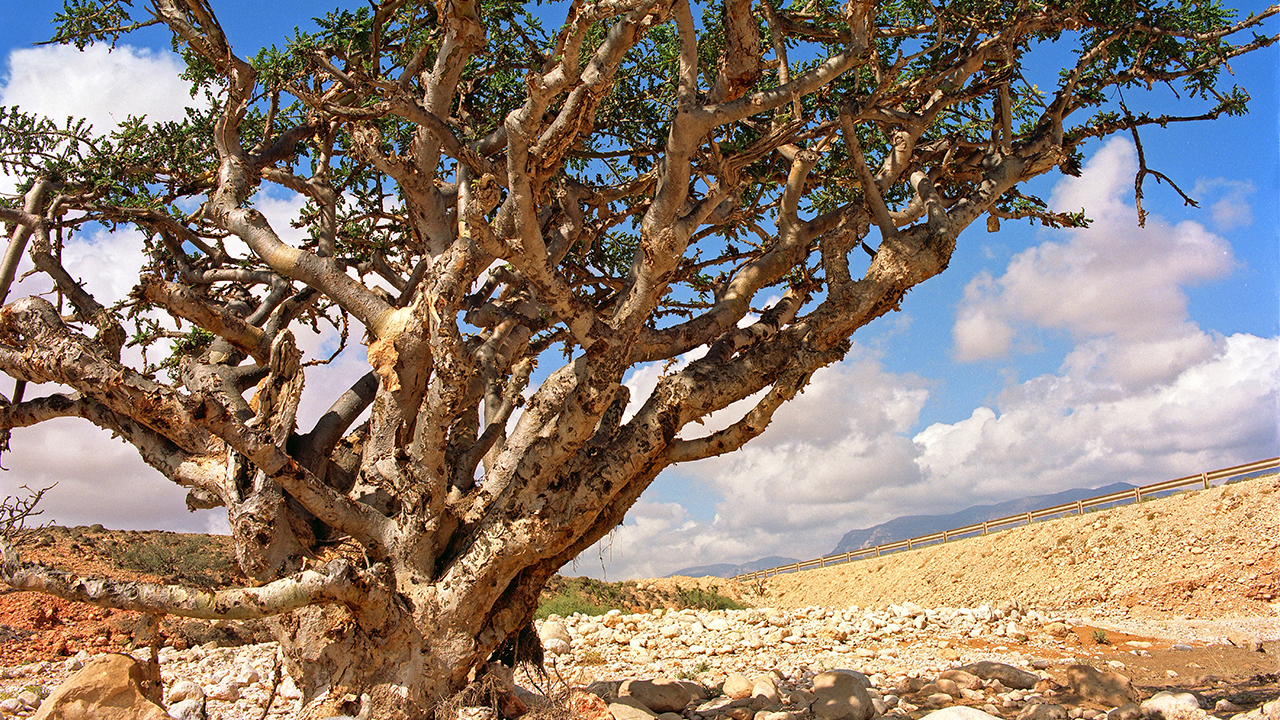 Oman 3 Weihrauchbaum Cr Ministry of Heritage and Tourism Sultanate of Oman