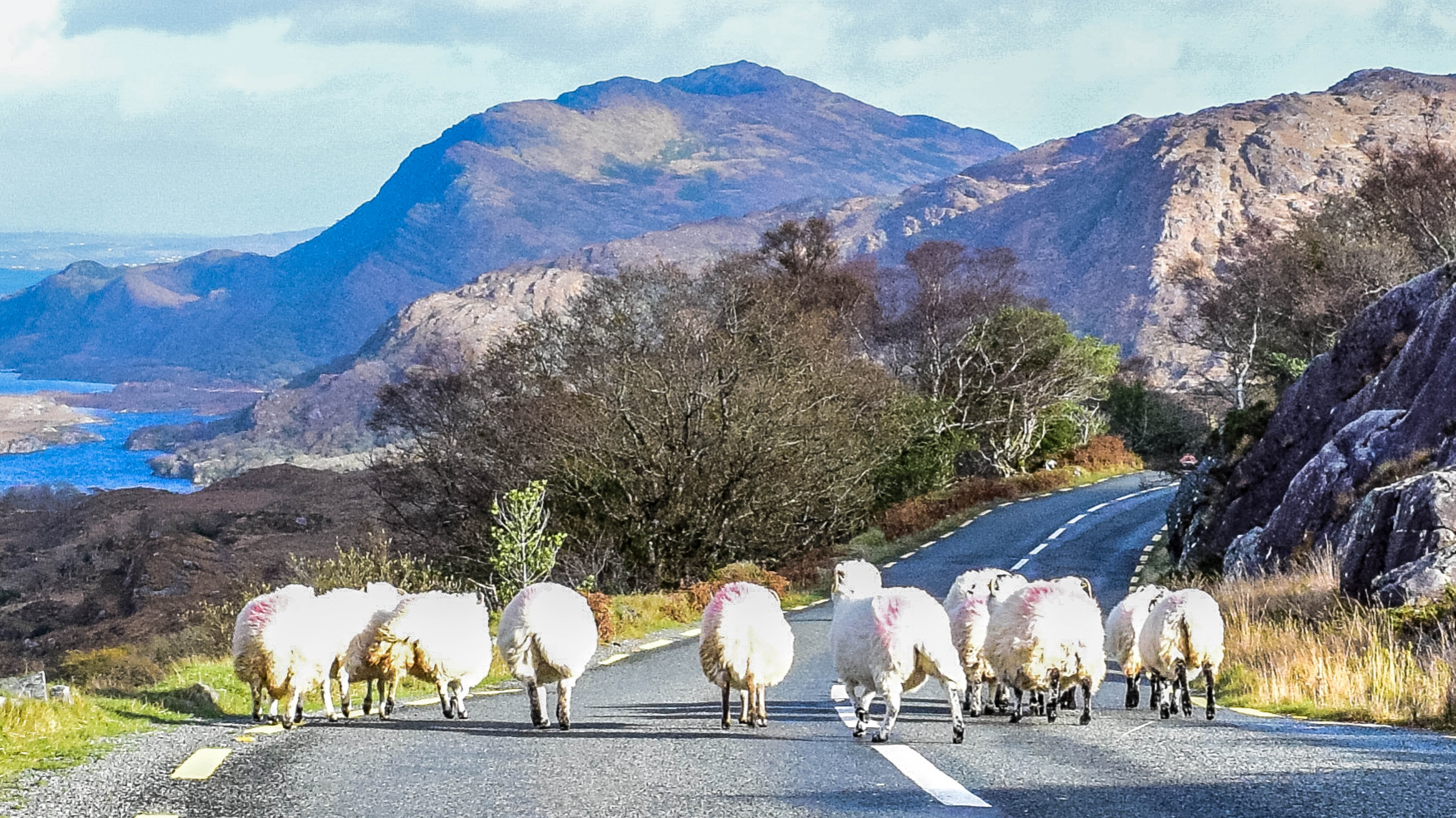 Ring of Kerry Getty Images 502450518 Lisa5201 03