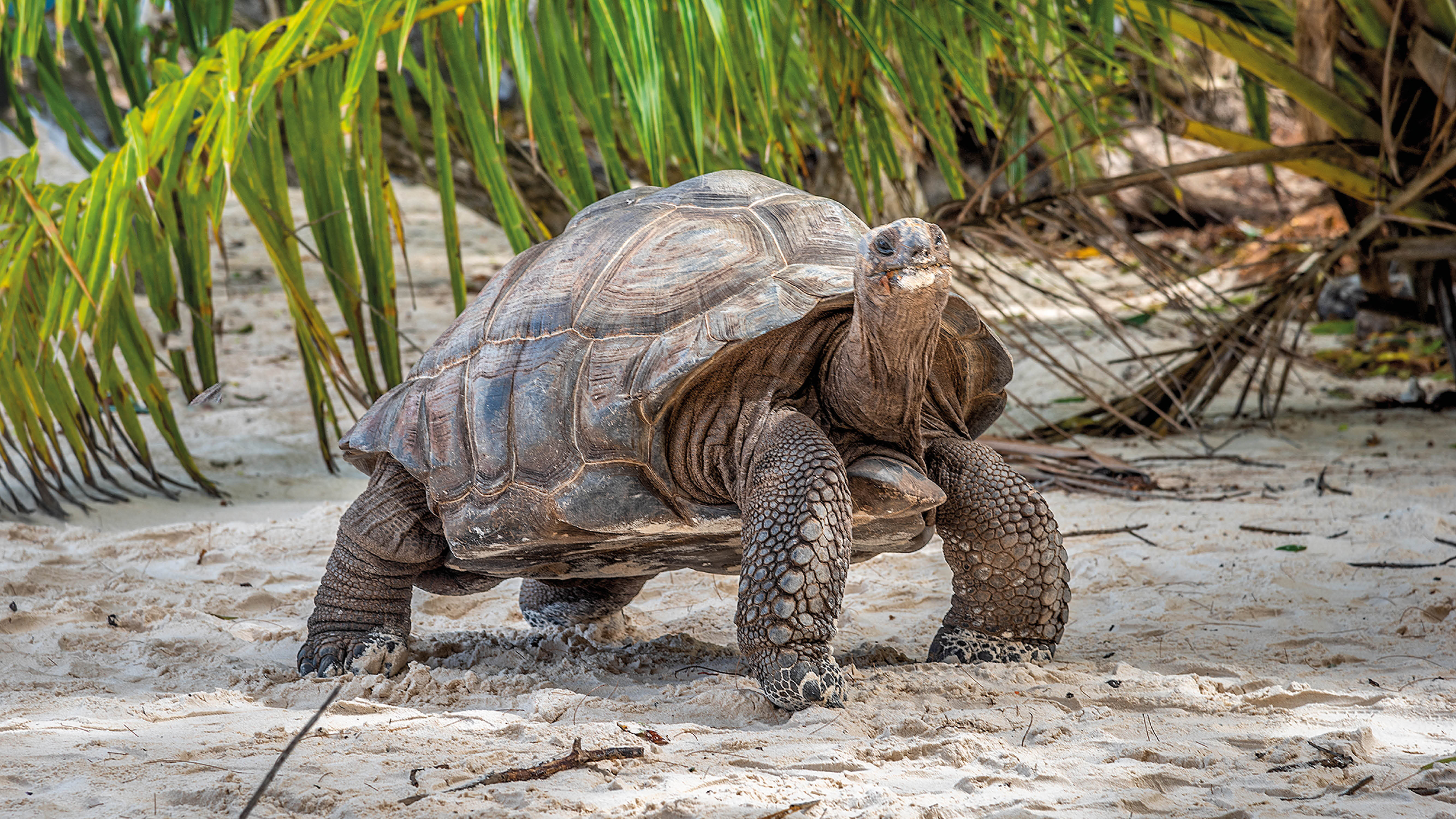 Riesenschildkröte auf den Seychellen