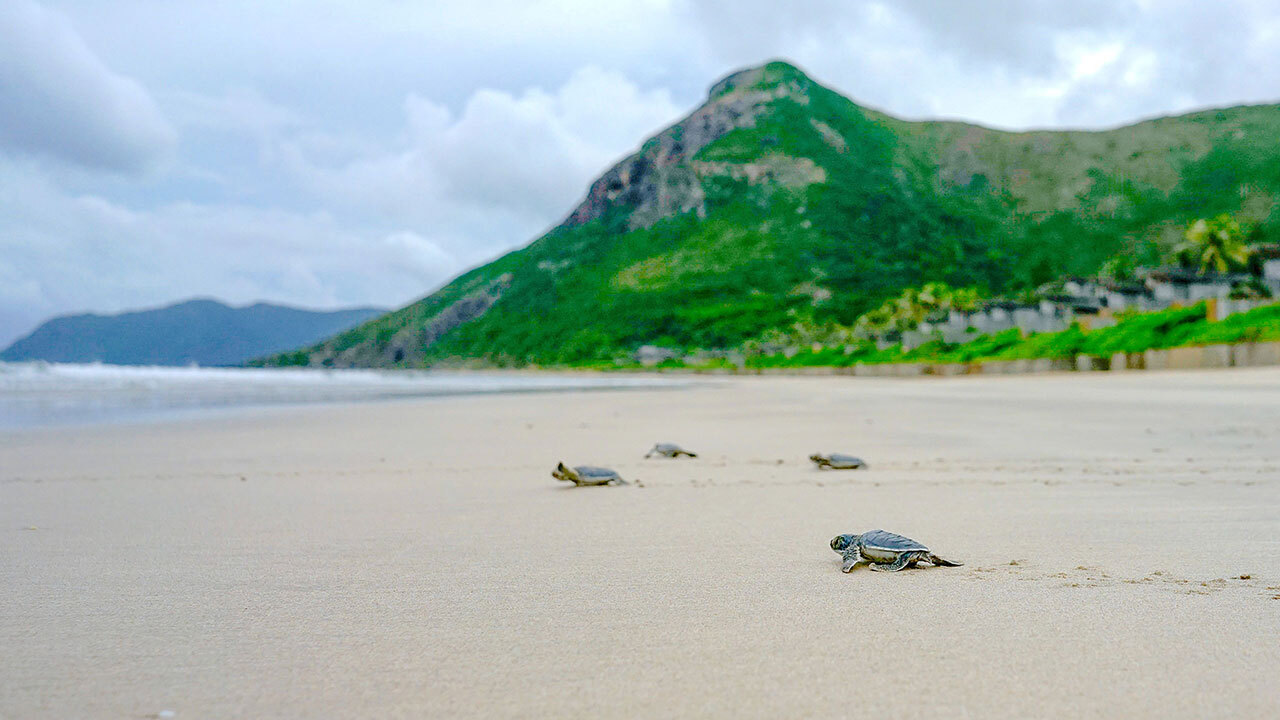 Travel News Con Dao Turtle Hatchling Release