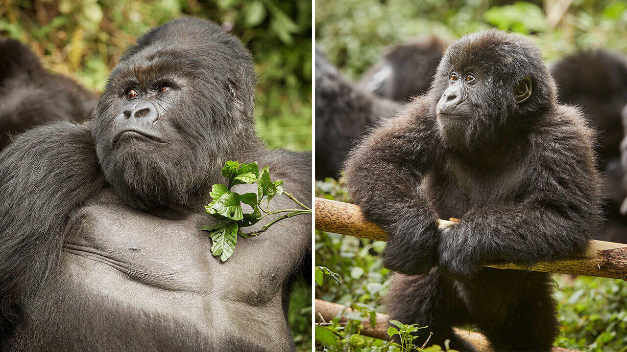 Travel News One Only Gorillas Nest Ruanda Gorilla