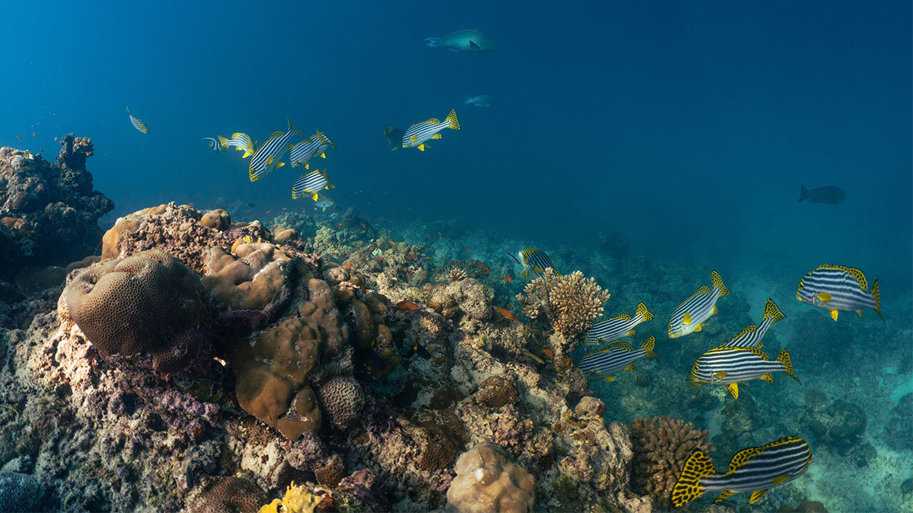 Travel News Patina Maldives House Reef 10