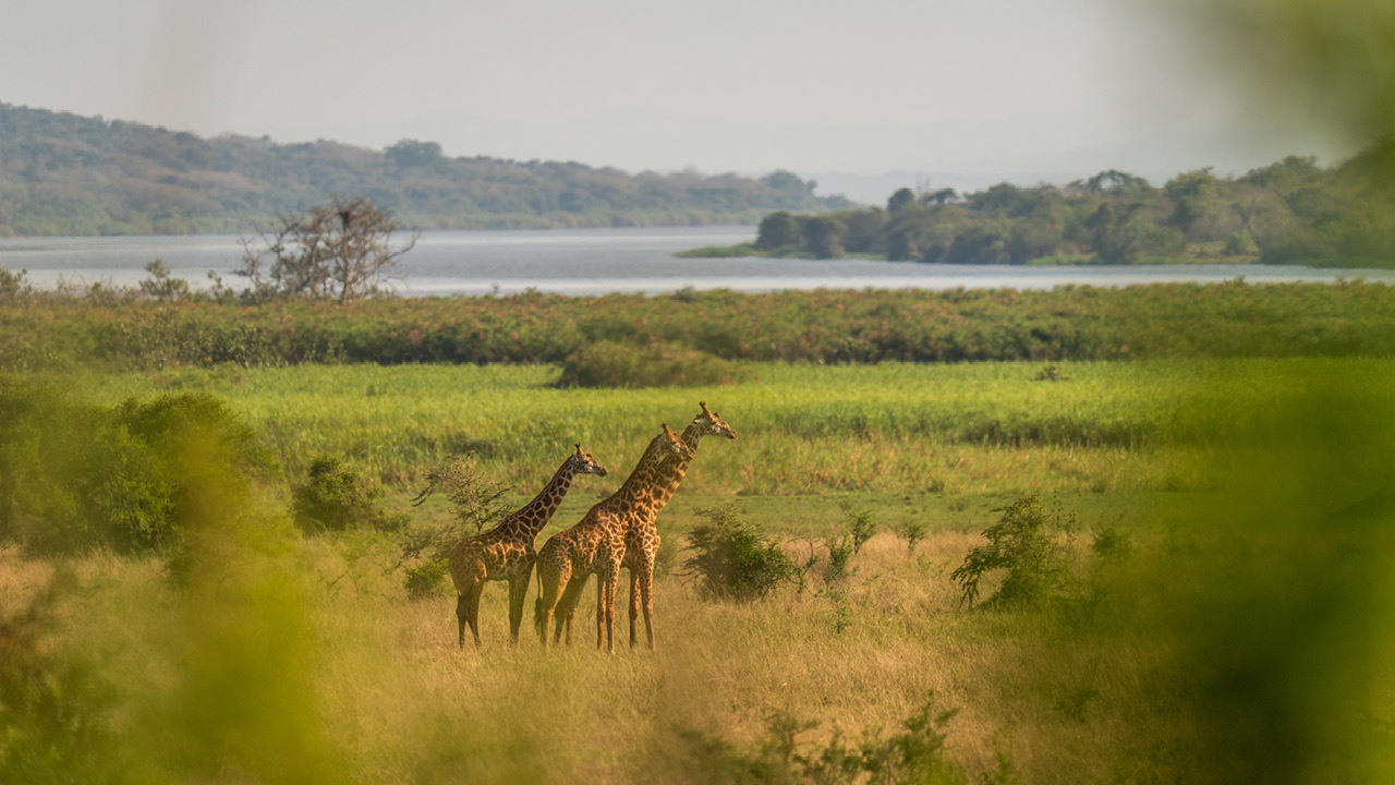 Wilderness Magashi Peninsula Cr Wilderness Rwanda 2