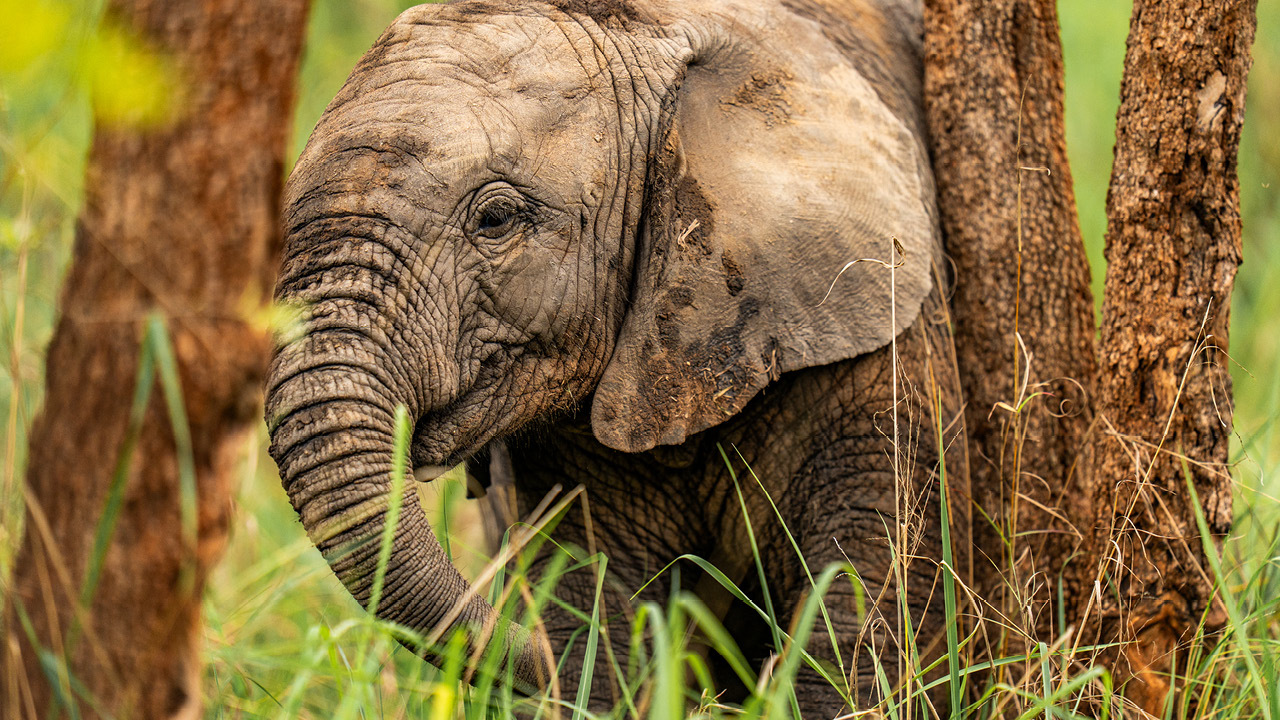 Wilderness Magashi Peninsula Cr Wilderness Rwanda 3