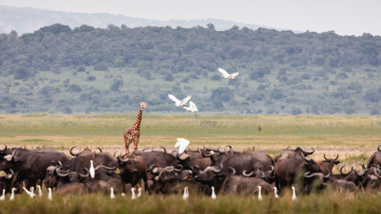 Wilderness Magashi Peninsula Cr Wilderness Rwanda3