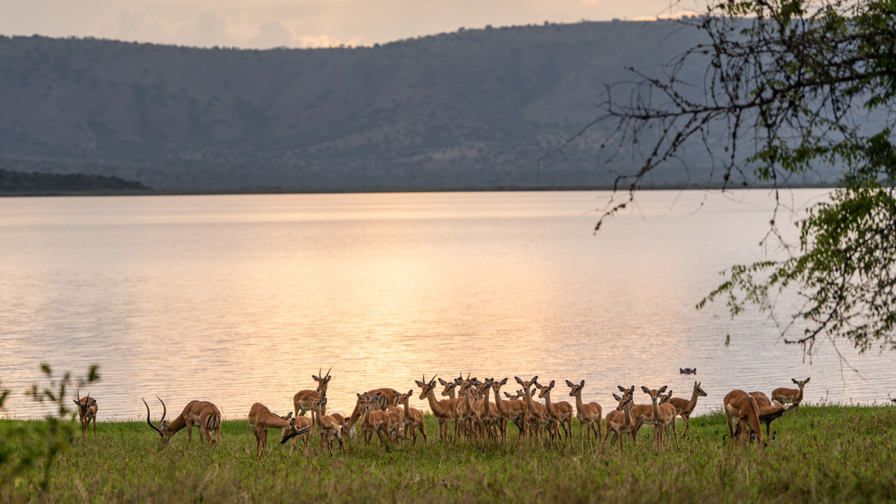 Wilderness Magashi Peninsula Cr Wilderness Rwanda